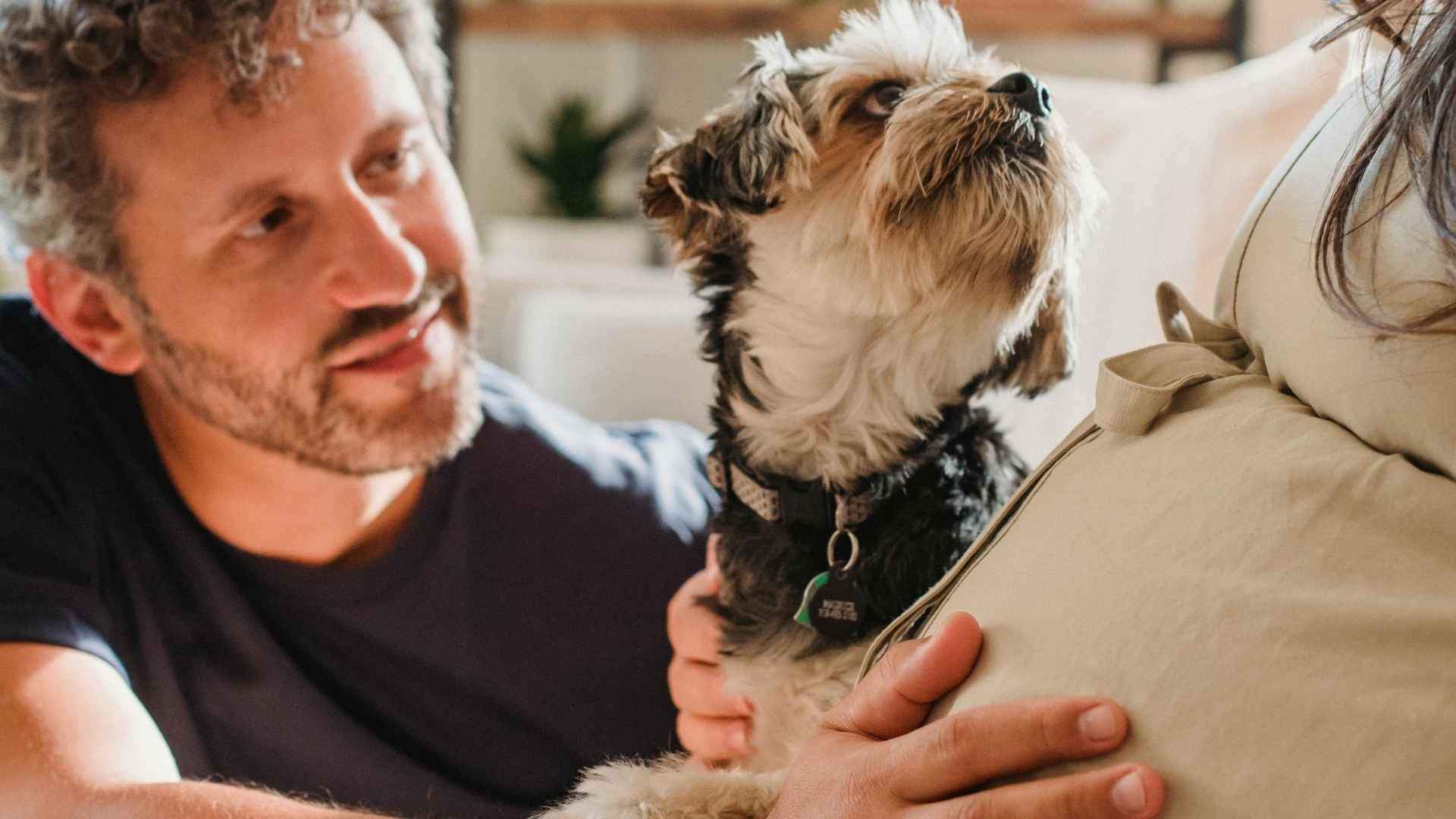 yorki y su humano tocando barriga de humana embarazada